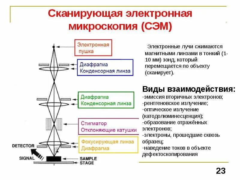Методы сканирующей микроскопии. Сканирующий электронный микроскоп сэм. схема устройства сканирующего микроскопа. электронная микроскопия принцип метода. метод сканирующей (растровой) электронной микроскопии.