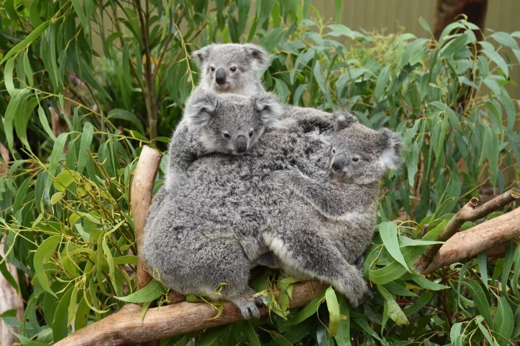 Семья коал. Коала с двумя малышами. Стая коал. Коала с мамой.