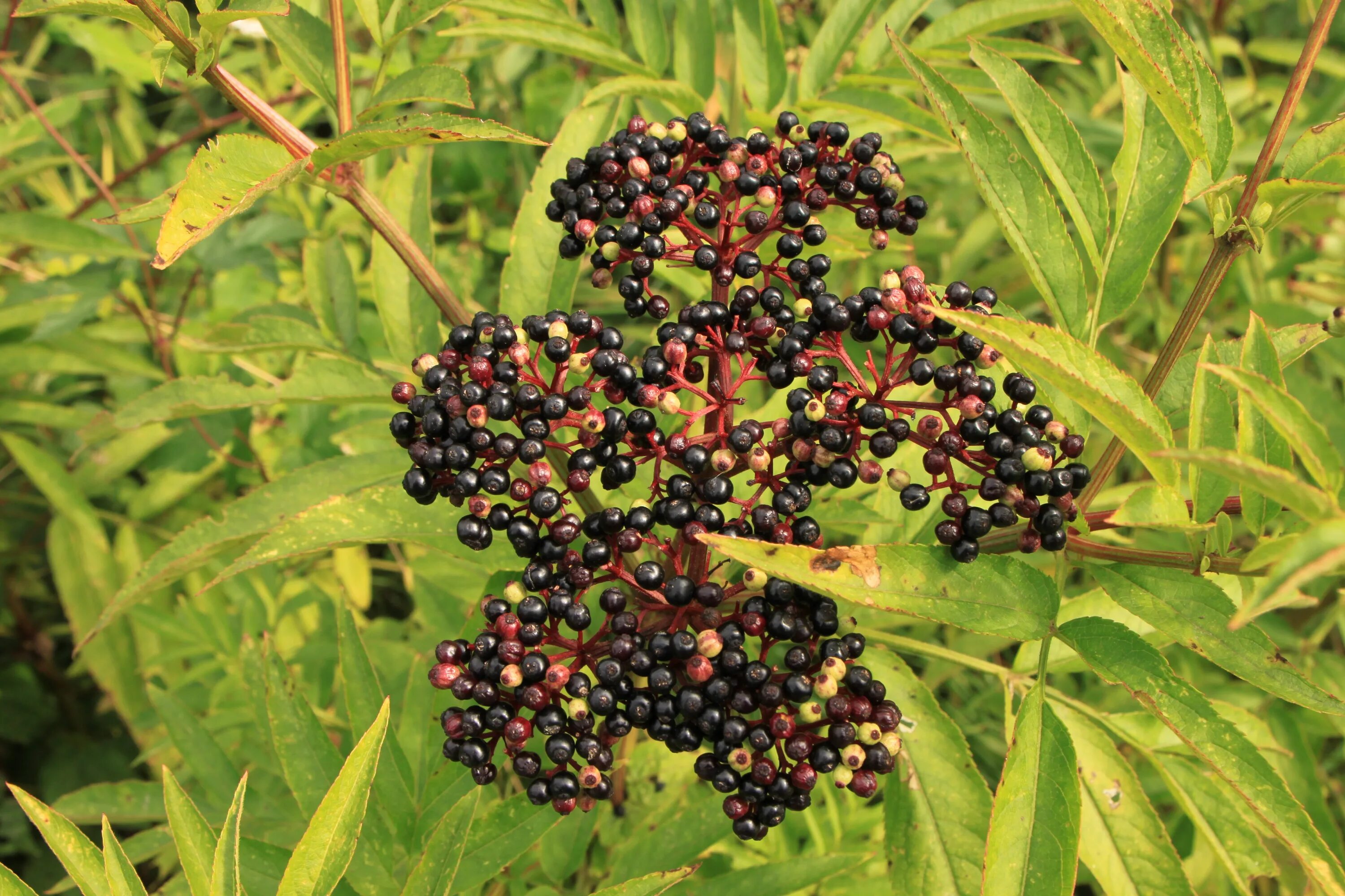 Бузина черная (Sambucus nigra). Бузина чѐрная (Sambucus nigra l.);. Бузина (черная, травянистая, красная). Бузина черная куст с ягодами. Бузина съедобная