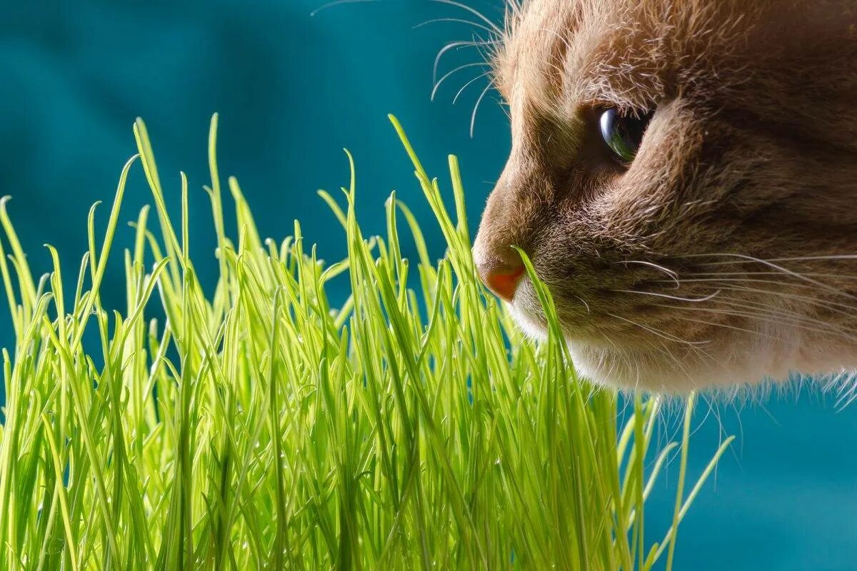 Кошачья трава. Травка для котиков. Кот в зелени. Кот ест траву.
