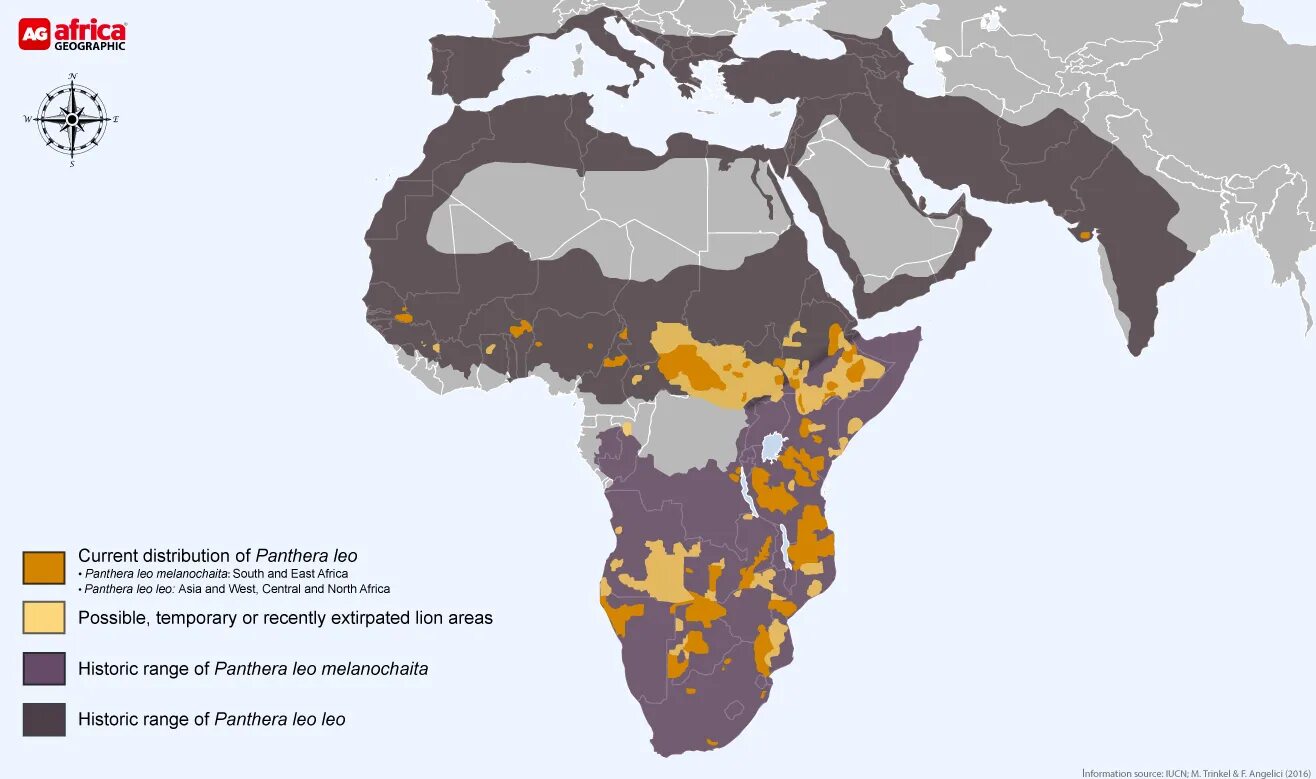 В каких районах обитаешь. Лев ареал обитания. Где обитает Лев на карте. Ареал обитания Львов в Африке.