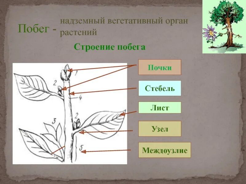 Тест по биологии стебель и лист