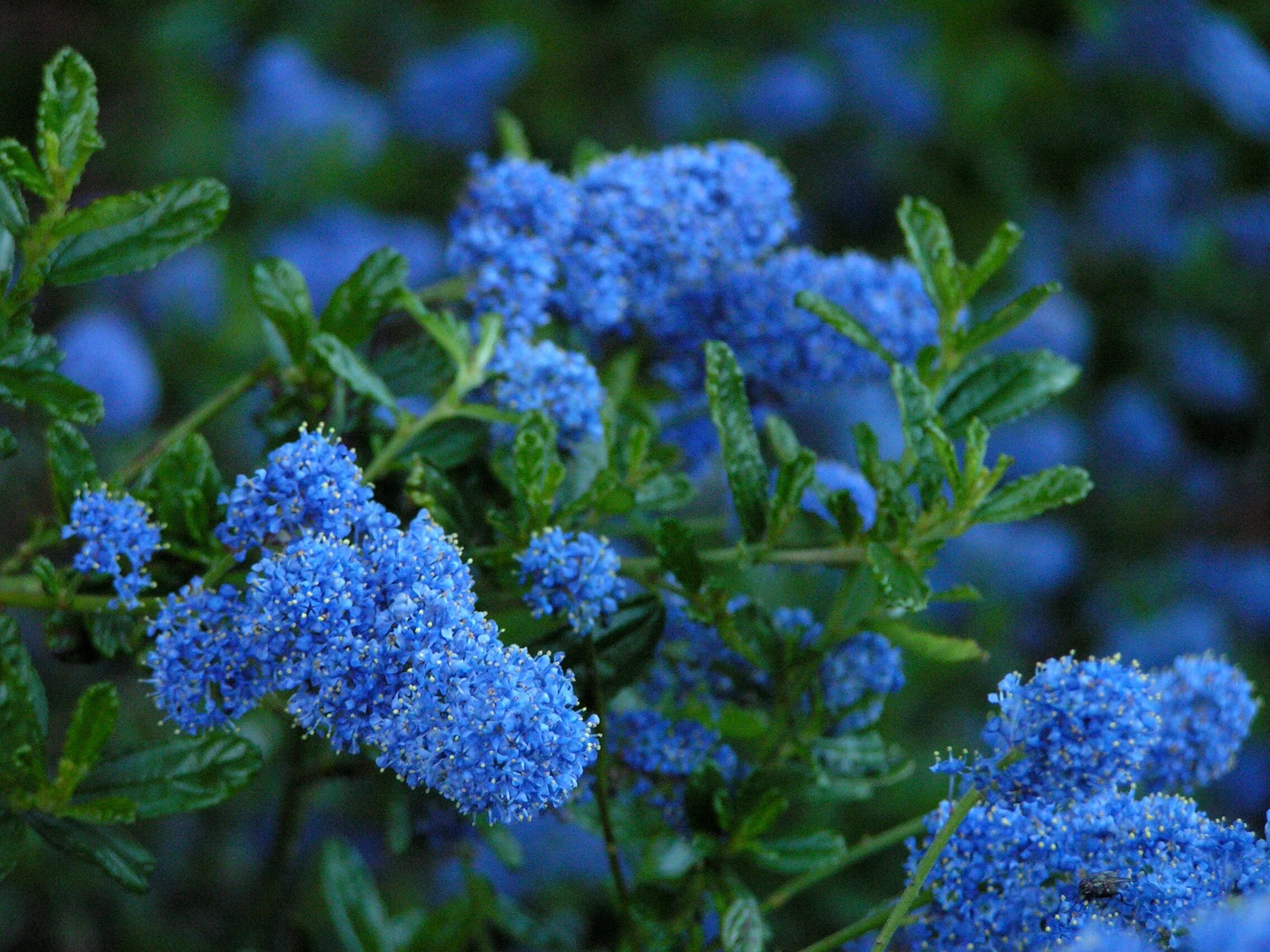 Куст с голубыми цветами