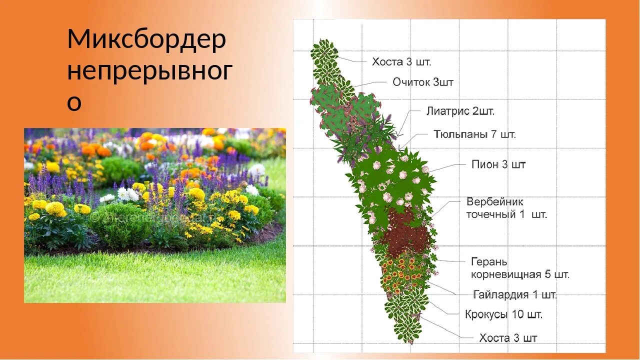 Клумба из многолетников непрерывного цветения схема. Миксбордеры из многолетников и однолетников. миксбордер непрерывного цветения многолетников схема. цветник миксбордер непрерывного цветения схема. растения для миксбордера.