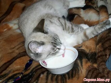 Кот пьет лежа