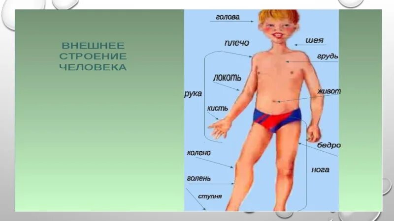 Части фотки. Внешнее строение тела человека. Sytiytt строение человека. Человеческое тело внешнее строение. Внешнее и внутренне строение человека.