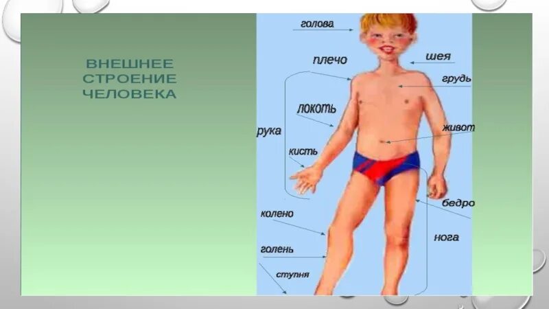 Схема строения человека 4 класс впр. Строение тела человека. Строение человека анатомия человека. Внешнее строение организма человека. Части тела и наружные органы.