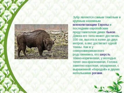 Дикой является