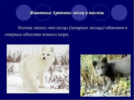Песец арктических пустынь 4 класс