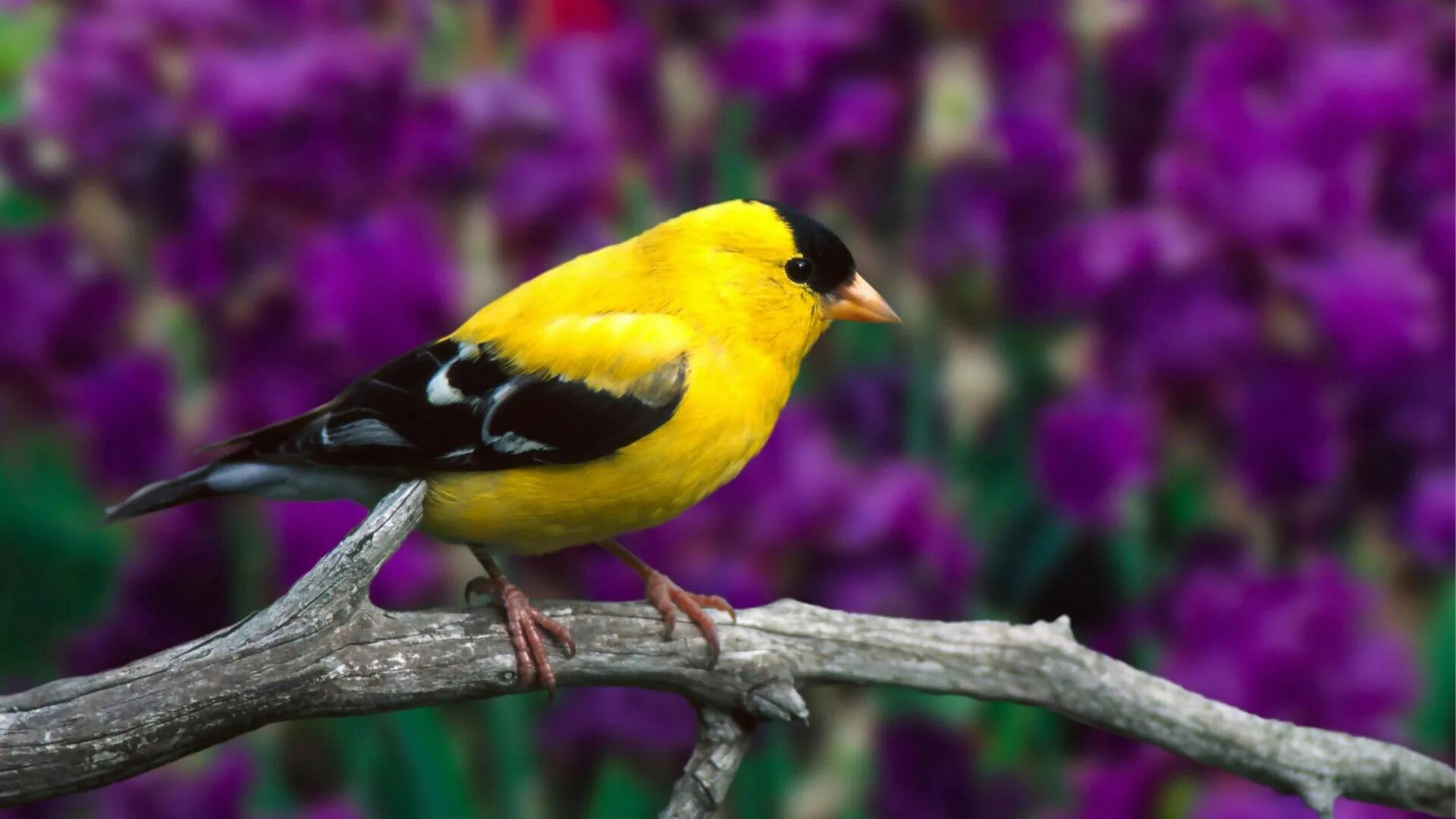 Картинки птиц. American Goldfinch птица. Американский щегол. Жёлтый американский щегол. Красивые птицы.