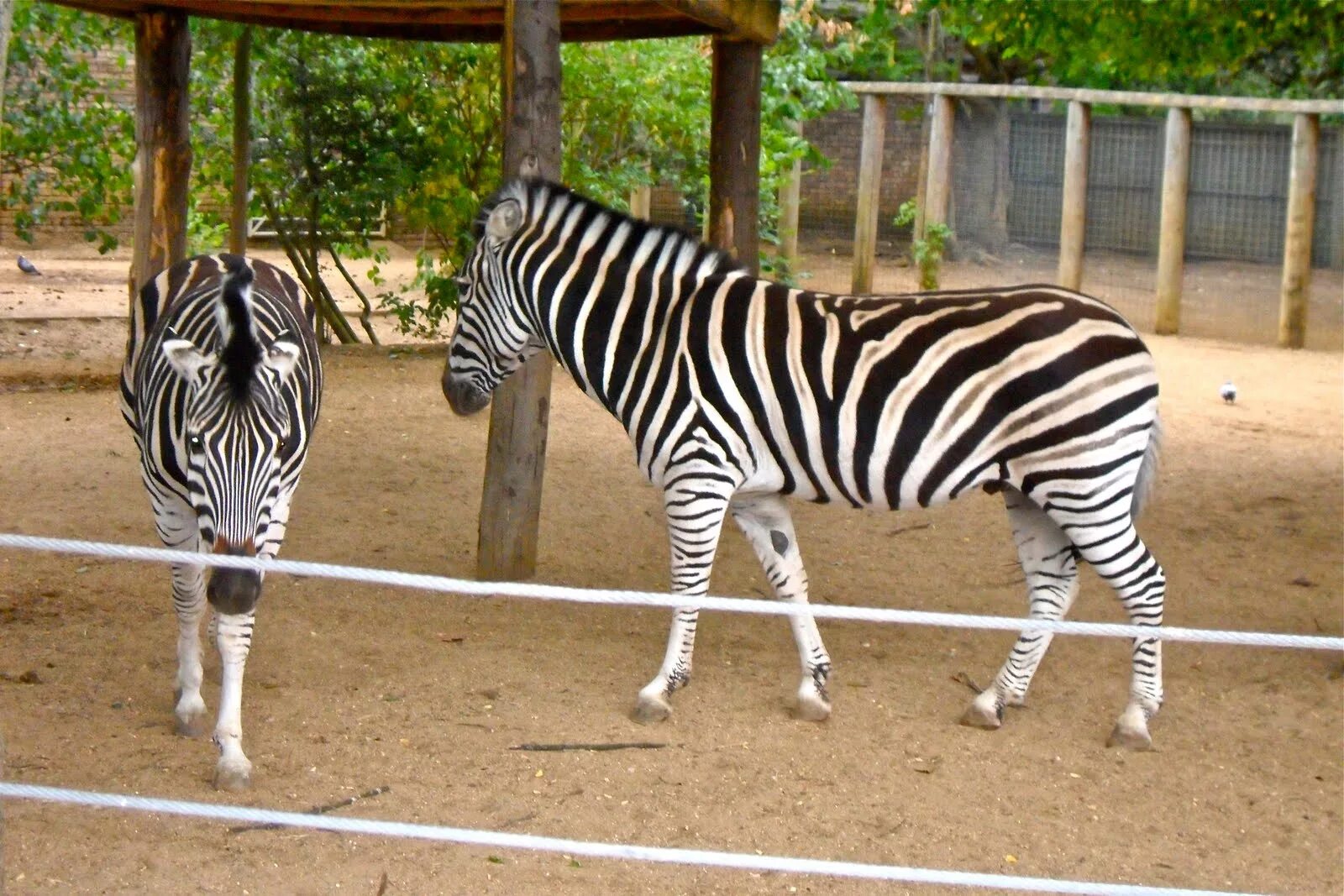 Как называется зоопарк. Лондонский зоопарк (london zoo). лондонский зоопарк риджентс-парк. национальный зоопарк великобритании. экзотические животные в зоопарке.