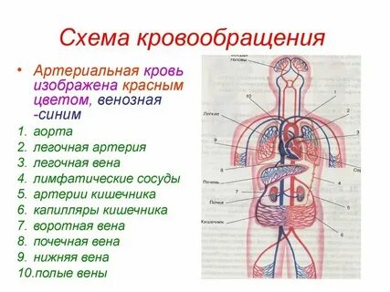 Что течет по легочным артериям