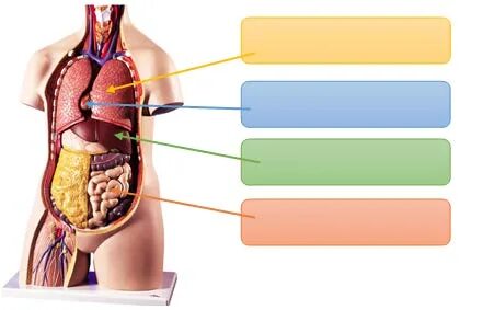 Ғаламтор арқылы сүйіктіңізбен жыныстық қатынасқа түсу