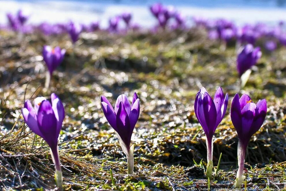 подснежник борткевича. пробуждение природы весной. живой весенний. первые весенние цветы на машуке. природа оживает весной.