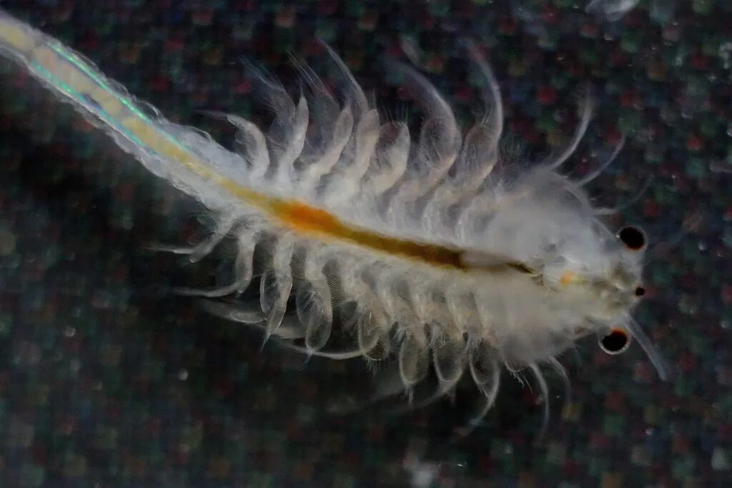 Как выглядит артемия. Жаброногий рачок артемия. Рачок артемия салина. Artemia salina взрослая особь. Ракообразные артемия салина.