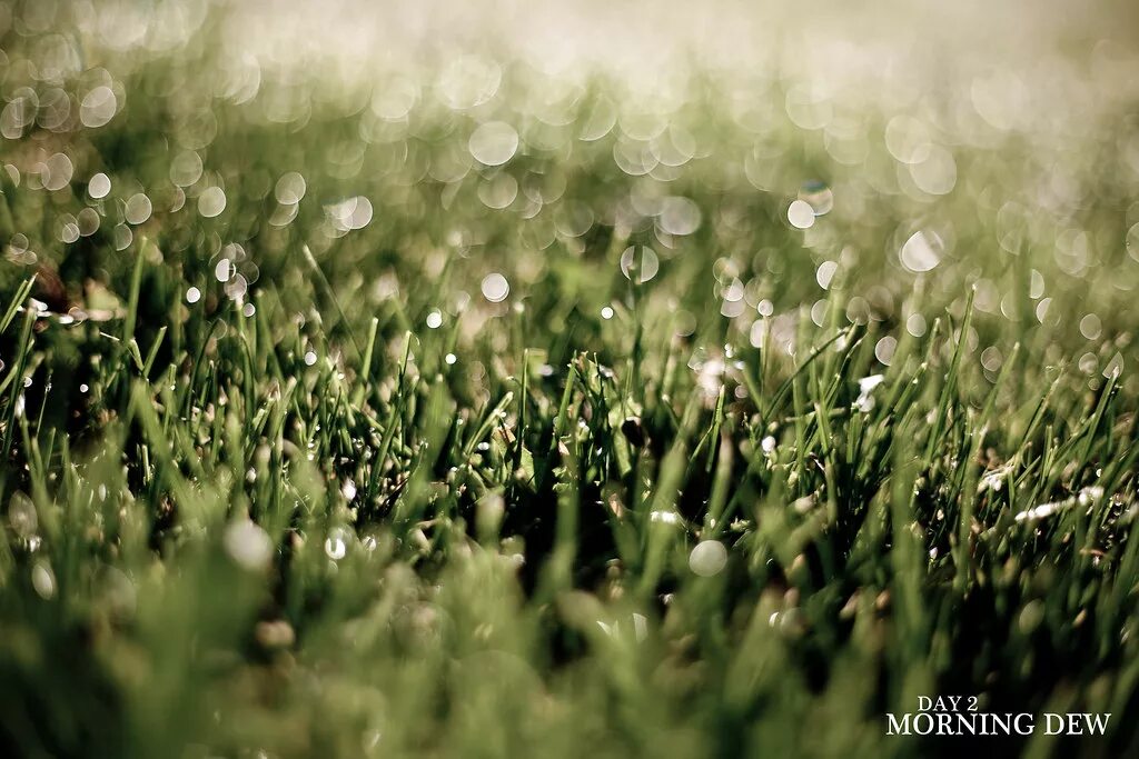 Morning dew xavier. Bones and xavier wulf. Morning dew art. Поляна в росе. Природа.