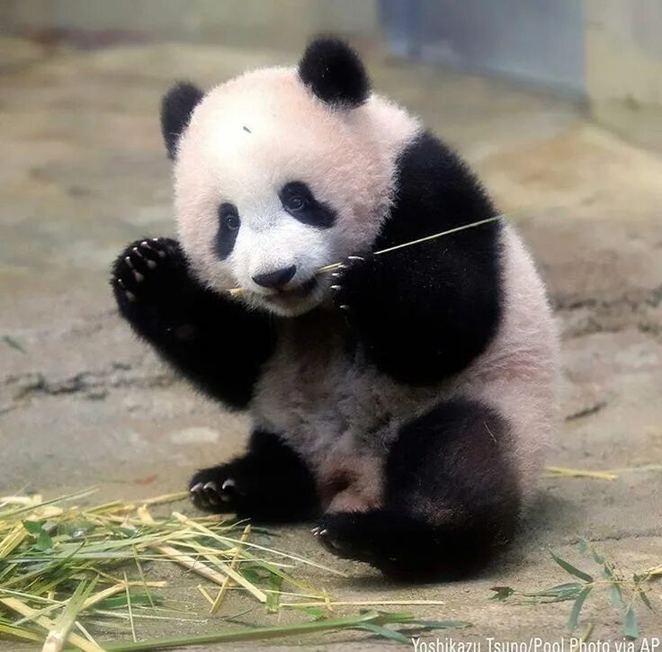 Pandas animals