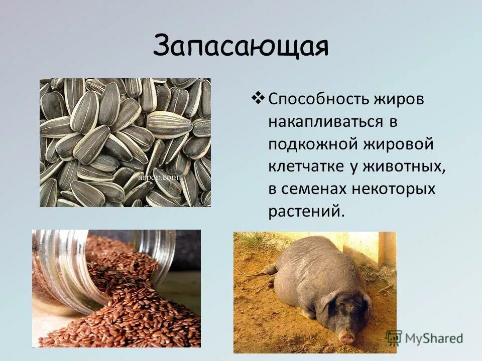 Какие животные запасают жир. Запасающая функция жиров. жиры запасаются в. запасание жира у животных.