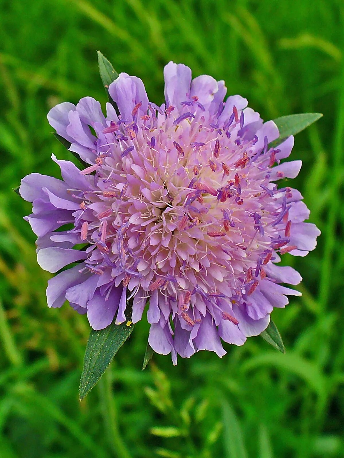 Короставник фото. Короставник полевой (Knautia arvensis). Полевые цветы короставник. Скабиоза (короставник полевой). Короставник Луговой.