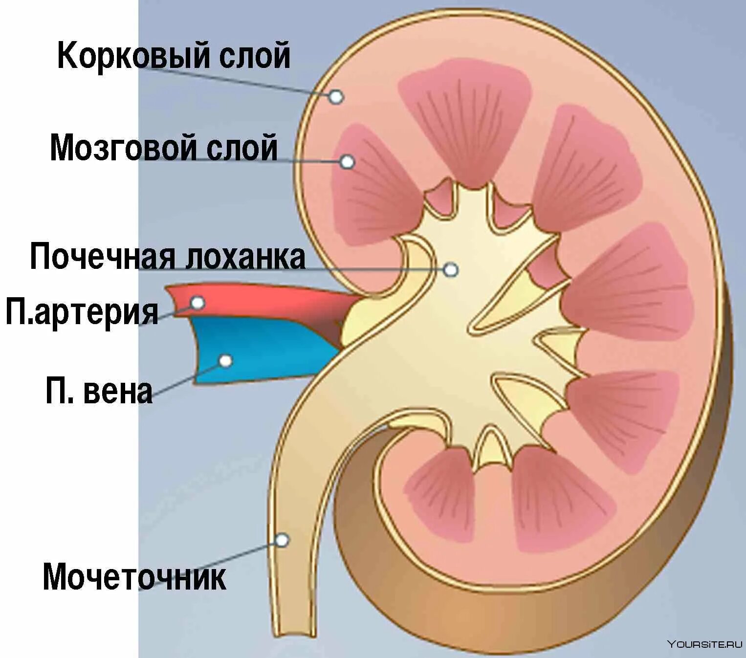 Почках и в головном мозге. Строение почки мозговой и корковый слои. Строение почки биология корковый слой. Строение почки корковое и мозговое. Структура мозгового слоя почки.