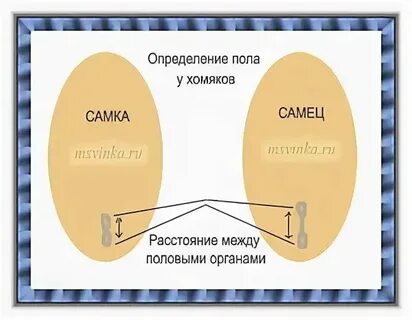 Как распознать девочку