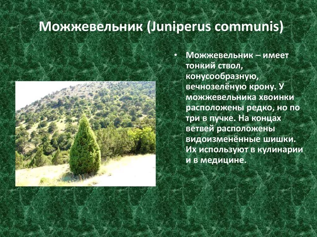 Для хвойных характерно ответ. Можжевельник Juniperus communis. Можжевельник обыкновенный Голосеменные. Можжевельник обыкновенный Покрытосеменные. Можжевельник биология 5 класс.