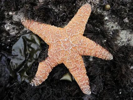 Морские звезды слушать