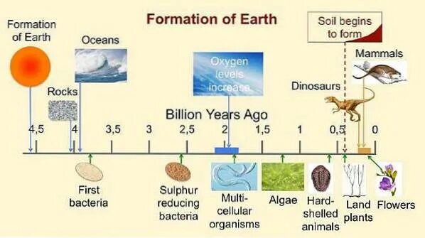 On earth is he. Evolution of life on earth. multicellular organisms. earth formation. timeline of earth.