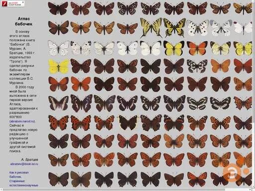 Butterfly wings, Butterfly wings pattern, Types of butterflies