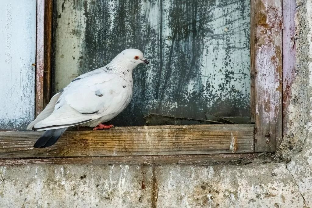 Голубь за окном. Голубь на подоконнике. Голубь на карнизе. Белые голуби на окна. Голубь на окне к чему примета сидит