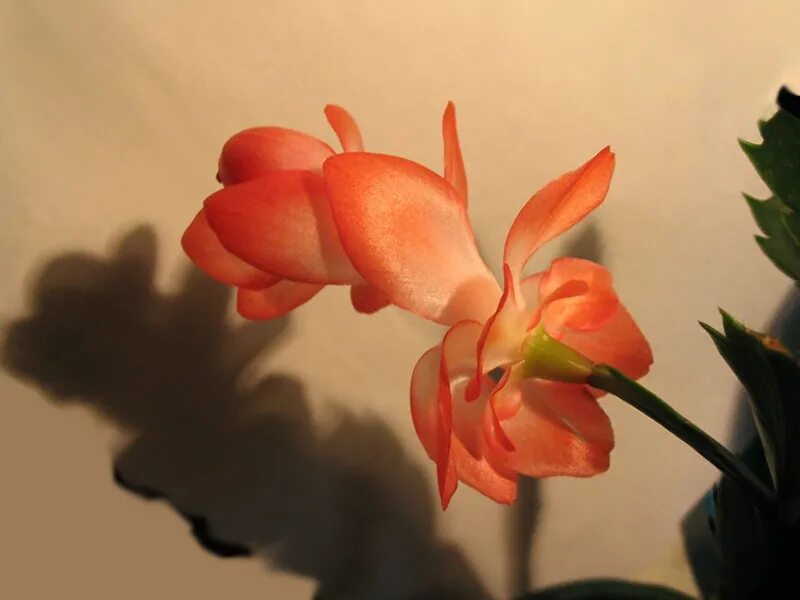 декабрист сбрасывает бутоны. декабрист бутоны опадают. декабрист цветок бутоны. декабрист цветок бутоны. рождественник цветок.