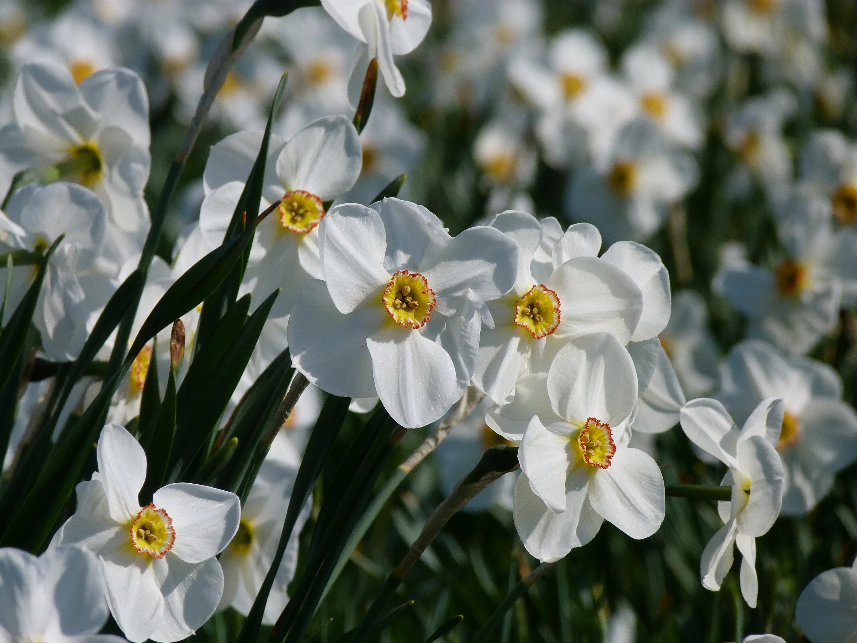 Цветок ранний с белыми цветами. Нарцисс Actaea. Нарцисс Гелиос. Нарцисс цветок белый. Нарцисс лав Дэй.