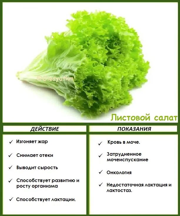 На сколько полезен салат. Салатный лист полезные. Чем полезны листья салата. Названия листовых салатов. Чем полезен салатный лист.