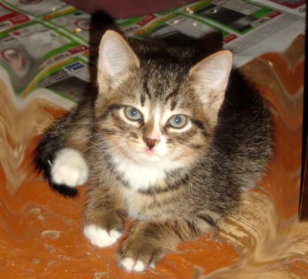 этнопарк сергиев посад. хотьково зоопарк кочевник. животные хотьково. парк кочевник сергиев посад. этнопарк кочевник в хотьково.