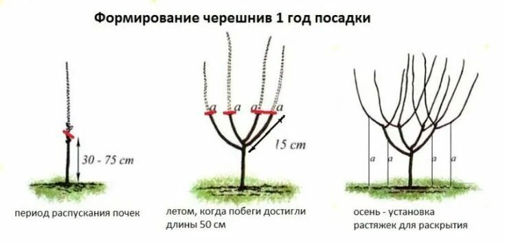 Через сколько лет после посадки плодоносит яблоня