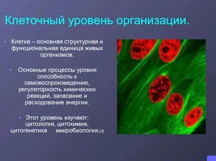 Клеточный уровень организации кратко
