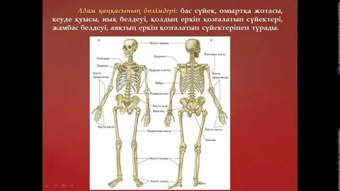 Жақында қынаптың порнографиялық бейнелері