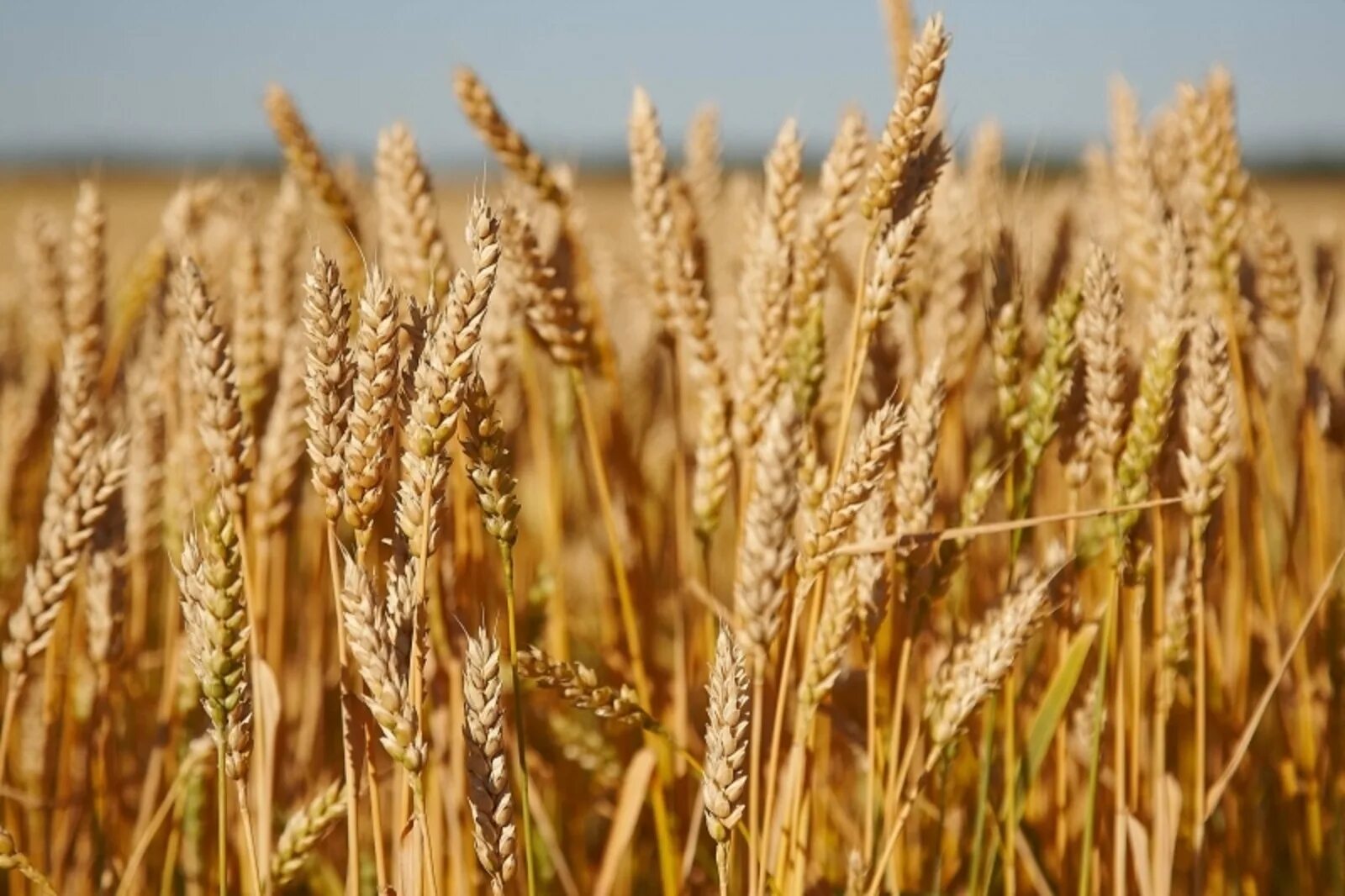 Зерно сеят. Пшеница. Зерновые культуры. Пшеница посевная. Посев зерновых.
