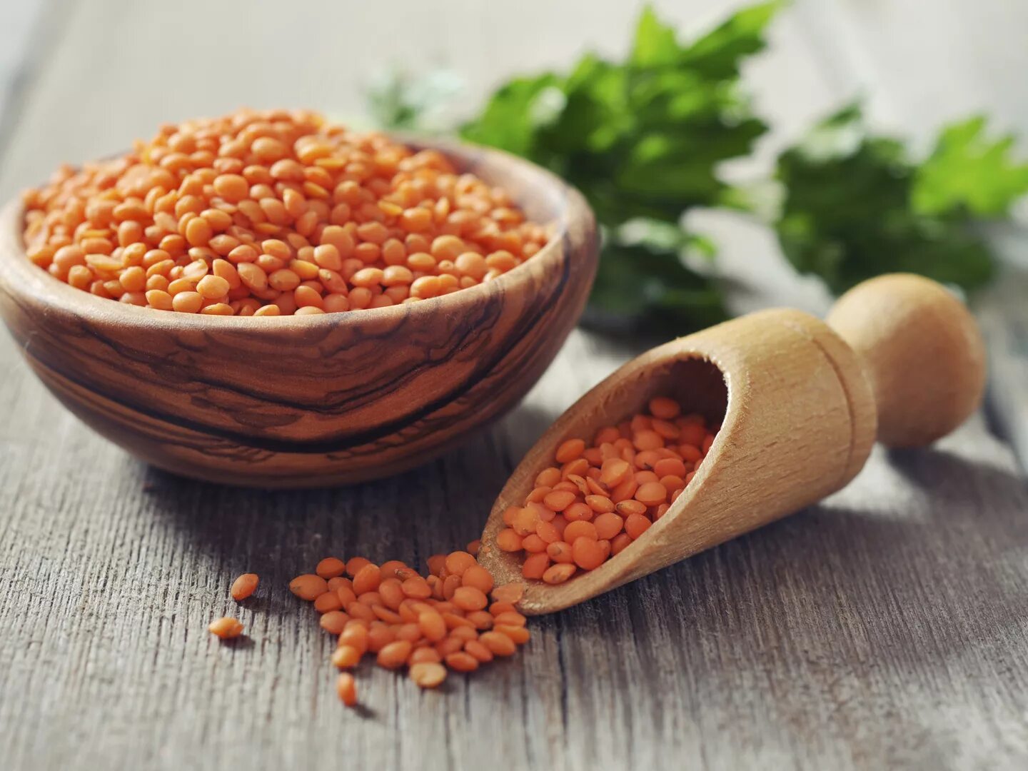 Lentil