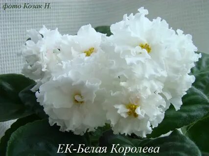 Белые фиалки сорта с названиями