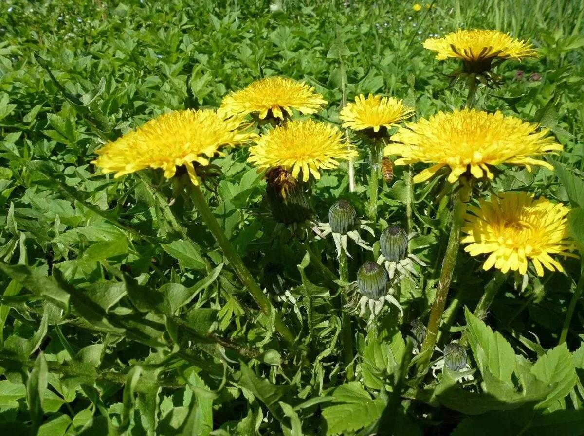 Одуванчик чем полезен для здоровья. Одуванчик лекарственный – Taraxacum officinale. Одуванчик полевой семейство сложноцветных. Одуванчик шведский. Одуванчик полевой биология.