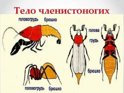 Отделы тела головогрудь и брюшко