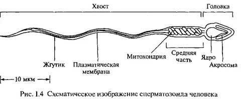 Әзірбайжандағы порно видеолар