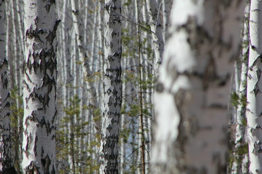 Погода березка на неделю. Южный полюс погода. Погода березник. Погода могилёв беларусь. Южный полюс погода.