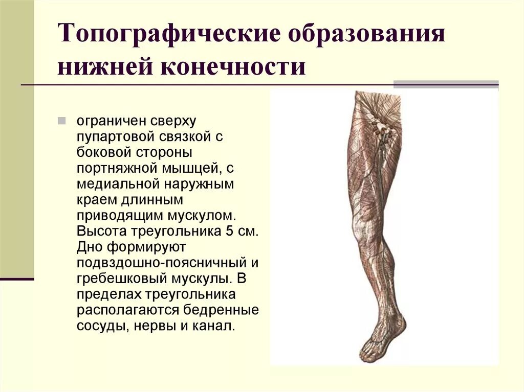 Основные топографические образования нижней конечности. Мышцы нижней конечности топографическая анатомия. Перечислите основные топографические образования нижней конечности.. Топографические обозначения нижних конечностей.