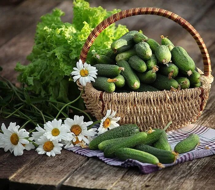 Огурец лета. Сорт огурца маринда. Огурец сестрица аленушка f1 (а) 12 шт. Огурцы. Огурец лета.