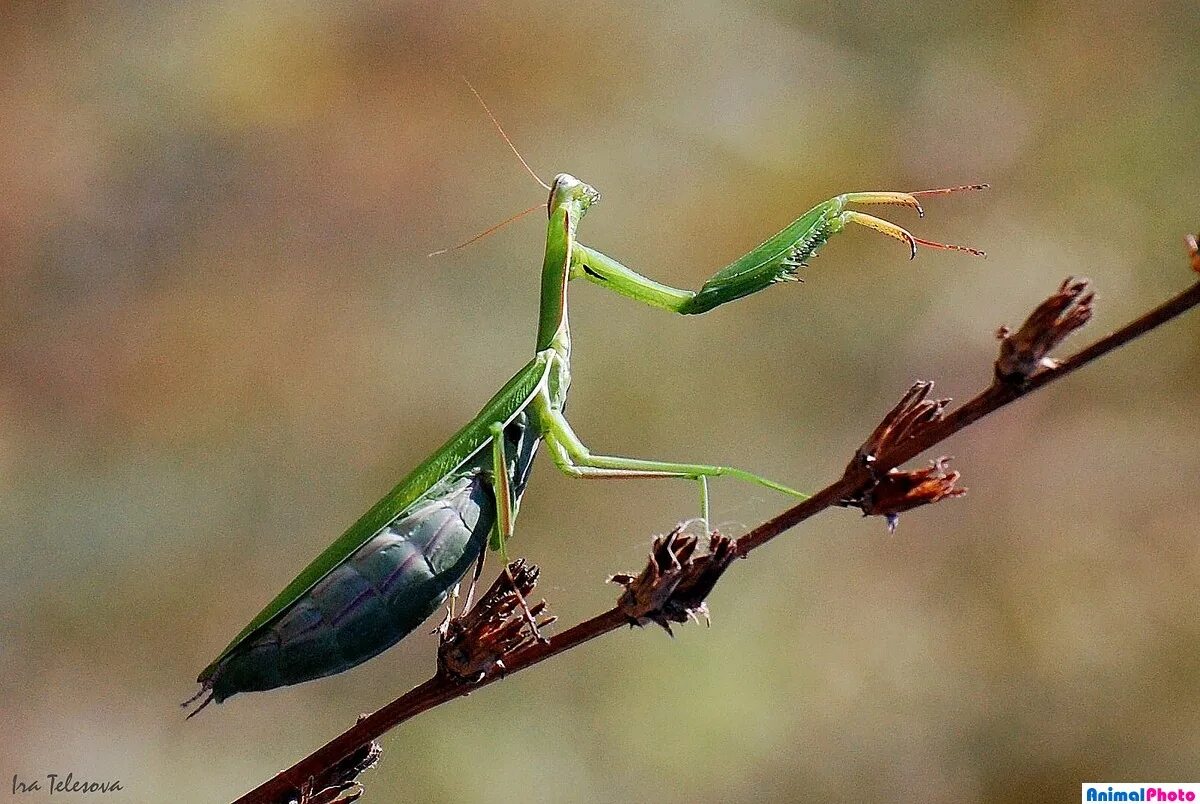 анапский богомол. субтропический богомол. Mantis religiosa богомол. новый богомол. новый богомол.