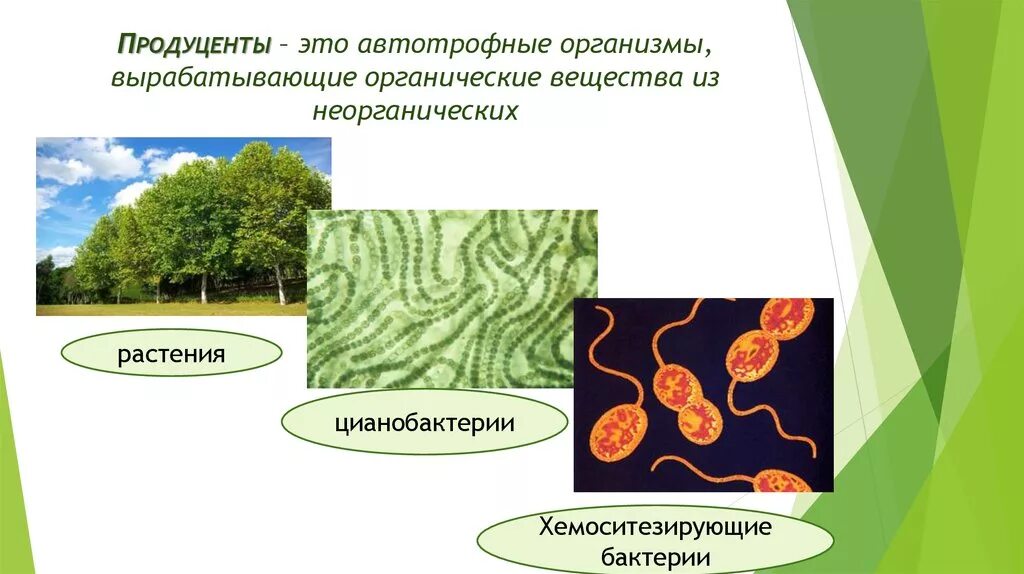 Продуценты ответ 2. Продуценты. автотрофы продуценты. организмы продуценты. продуценты это.