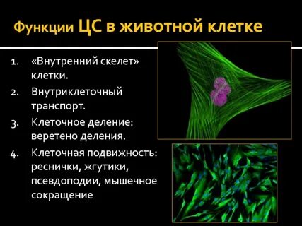 Внутренне клеточный