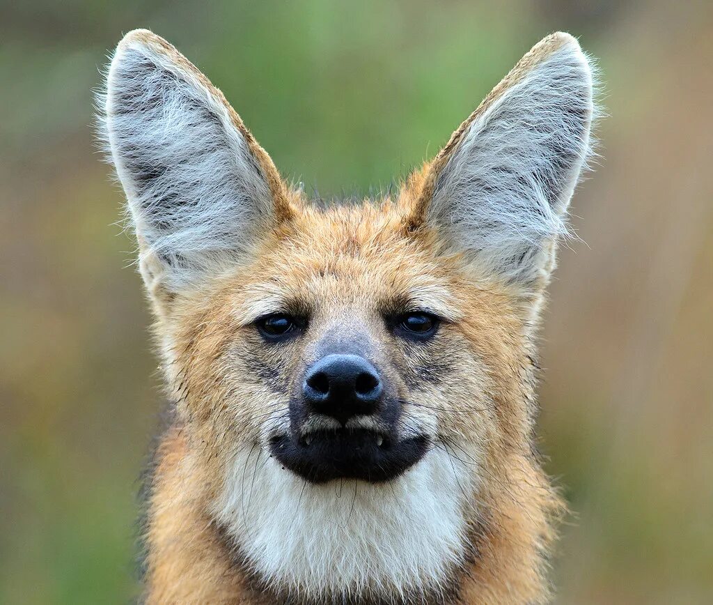 Животные типа лисы. Гривистый волк. Гривистый волк (Chrysocyon brachyurus). Гривистый волк гуара. Гривистый волк Саванна.